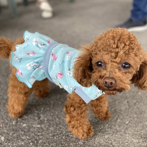 犬服 ワンピース 香水柄 小花柄 フリルワンピース ブルー ピンク 