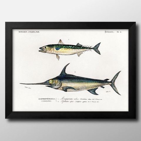0463　■　A3　アートポスター『海洋生物　魚　図鑑　ビンテージ』絵画　イラスト　デザイン　マット　北欧