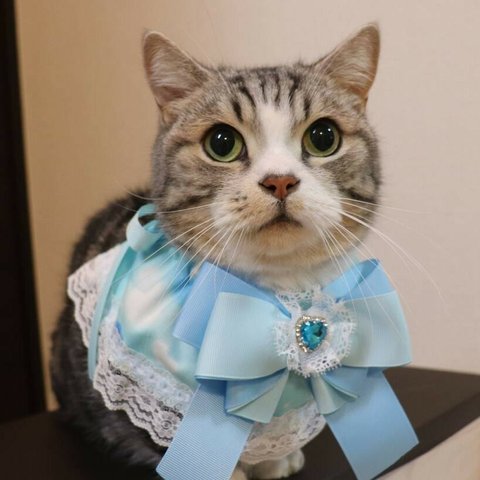 猫服　ケープ　マジカル　ゆめかわ　ブルー