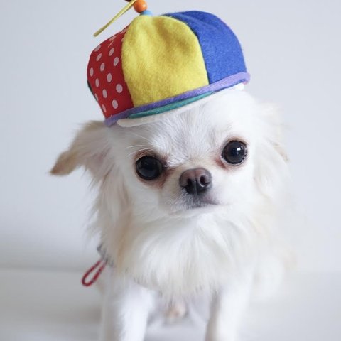 小型犬用　プロペラ帽子