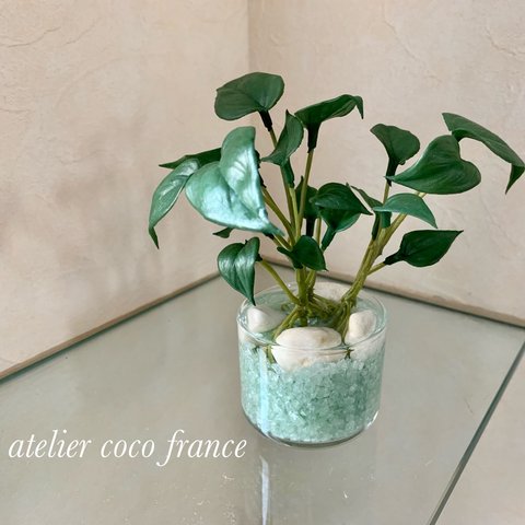 SALE❣️⭐︎爽やかな観葉植物ミニオキシカルジウムのマジカルウォーターアレンジ（光触媒コーティング）