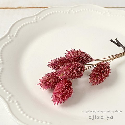 パステルカラー花材　クラシックピンク　＜ポアプランツ＞　カラードライフラワー