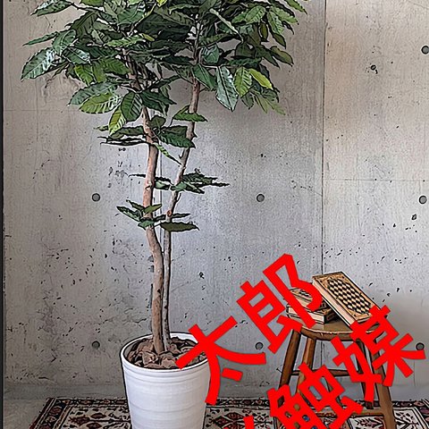 光触媒　人工観葉植物　ウォールグリーン　フェイクグリーン　コーヒーの木