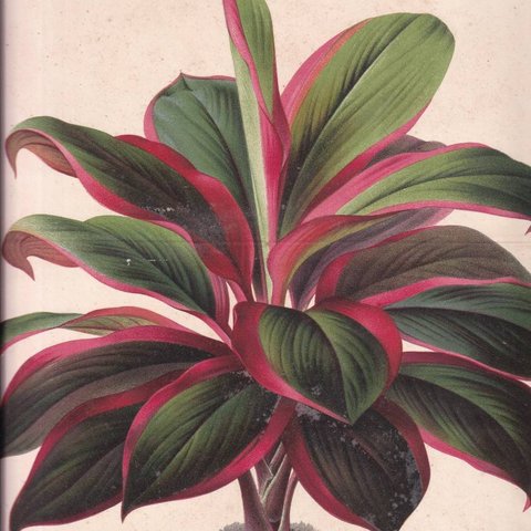 フランスアンティーク 博物画 植物画『※植物名記載なし』 多色刷り石版画　ボタニカルアート