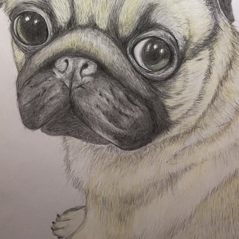 パグ仔犬  色鉛筆画