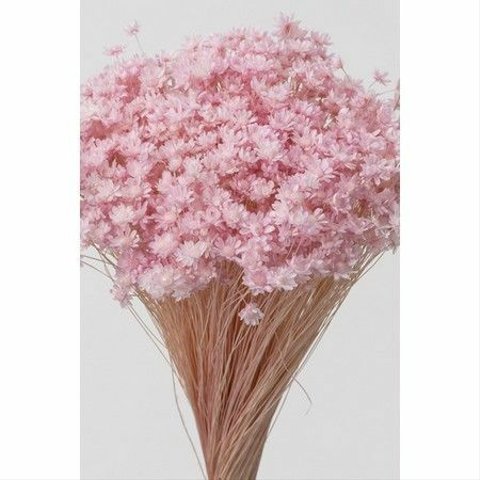 １束：約4０本 おすそ分け ミニ　スターフラワー　ブライダルピンク　束の中には折れているものやお花のついていないものが含まれる場合があります。天然素材の特徴とご理解ください。