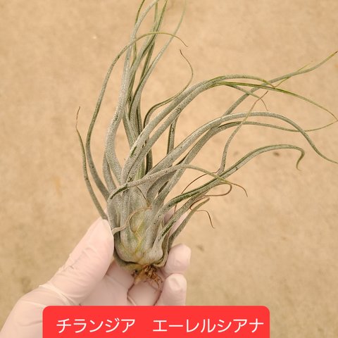 チランジア　エーレルシアナ　観葉植物