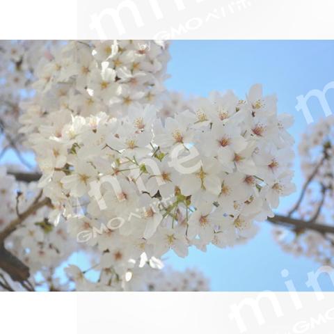 桜 (サクラ・さくら) 写真Sサイズ 1200×839pixel