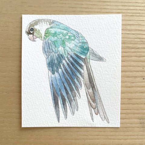 ミニ原画　ウロコインコ