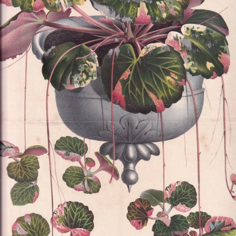 フランスアンティーク 博物画 植物画『SAXIFRAGA　SARMENTOSA』 多色刷り石版画　ボタニカルアート