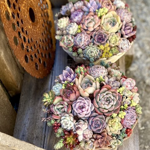 丸型バスケット寄せ植え☆多肉植物☆プレゼントにも♪