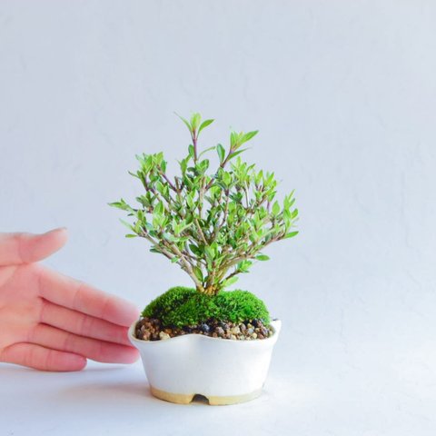 ❁蕾ついてます❁小羽(こはね)さん    香丁木   ミニ盆栽　自作鉢