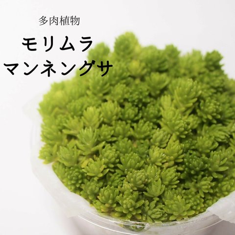 モリムラマンネングサ（多肉植物）（カット苗）