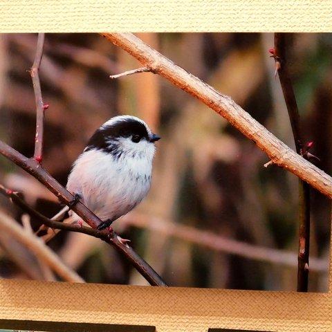 A5サイズの野鳥写真パネルその２