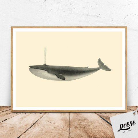 ヴィンテージなミンククジラ、海洋学者のイラスト
