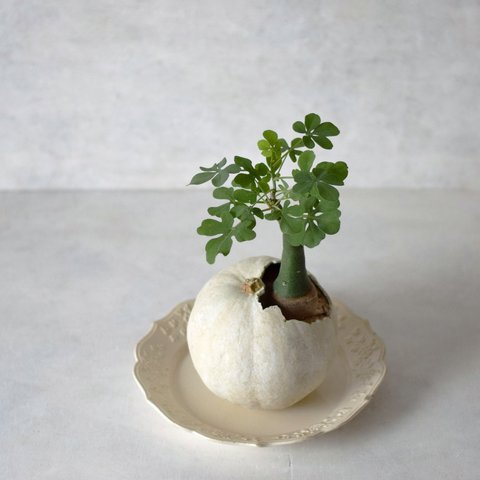 pumpkin pot（large) white　アデニア・グラウカ