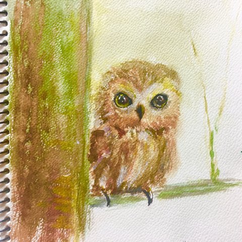 owl