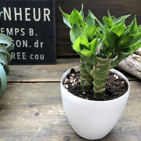 キングバンブー♡縁起の良い植物♡風水♡観葉植物