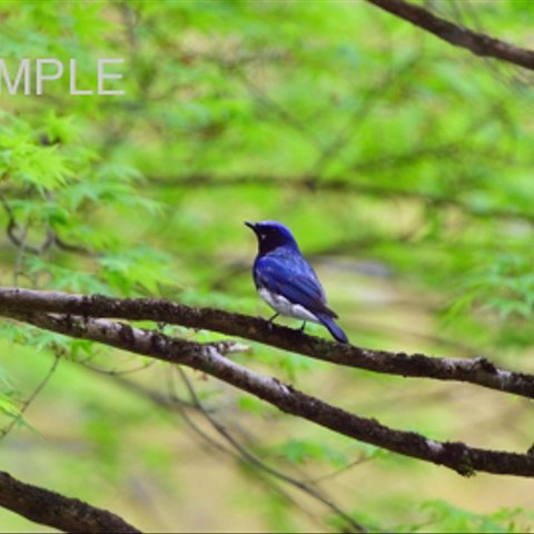 106癒しの野鳥『新緑とオオルリ』　はがきサイズ