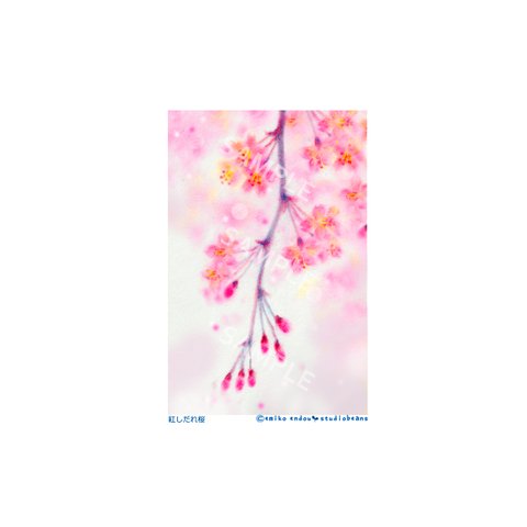 【選べるポストカード5枚セット】No.4 紅しだれ桜