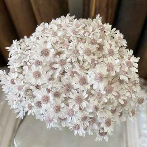 ホワイトアッシュピンク色❣️スターフラワーミニアレンジ加工３０輪販売❣️ハンドメイド花材カラードライフラワー