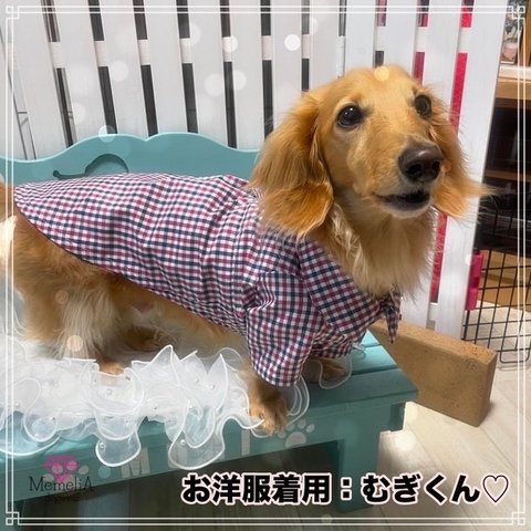 【ダックス用犬服】トリコロールチェックがとってもオシャレ⭐︎カジュアルチェックのタック入りシャツ&ワンピース