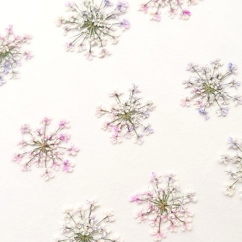 〔押し花〕12枚 レースフラワー  グラデーション(ピンク、紫、白)　R53-6