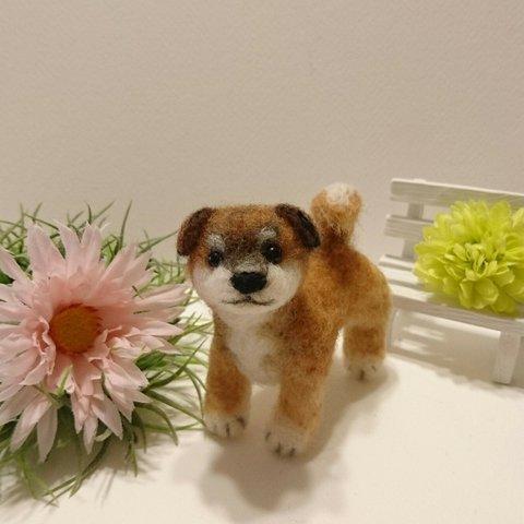 掌わんこ (柴犬・子犬)