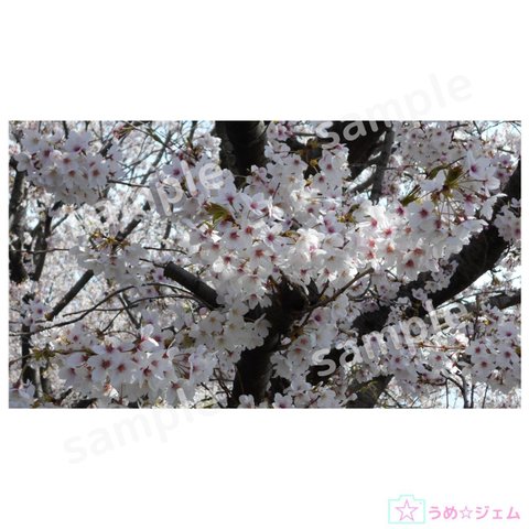 PC壁紙　桜《sakura-001》（PNGファイル）