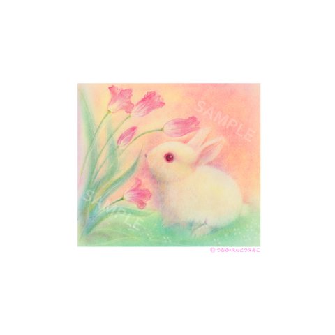 【選べるポストカード5枚セット】No.42 rabbit 04