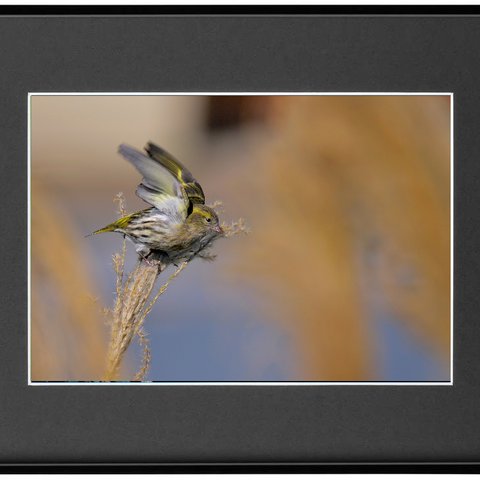 Ａ４高級フォトフレーム野鳥写真その１１