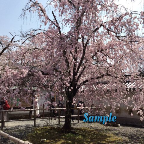 66 醍醐寺の桜