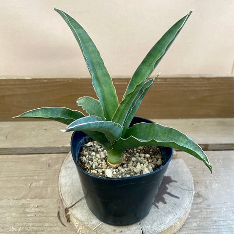 観葉植物　サンスベリア　カタナ