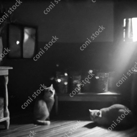 昔の写真風、太陽の光が差し込む猫の部屋、ぼやけた写真、レトロ、モノクロ、アート、古びた写真　conistock_66728_05
