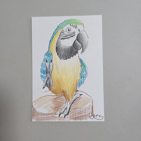 原画　コンゴウインコさん