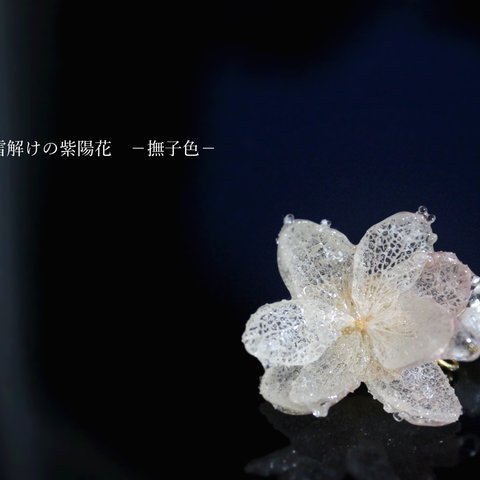 雪解けの紫陽花 撫子色