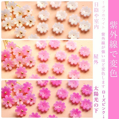 オリジナル★変色するコスモス　ガーベラ　菊　お花パーツ　オフホワイト→ローズピンクグラデーション