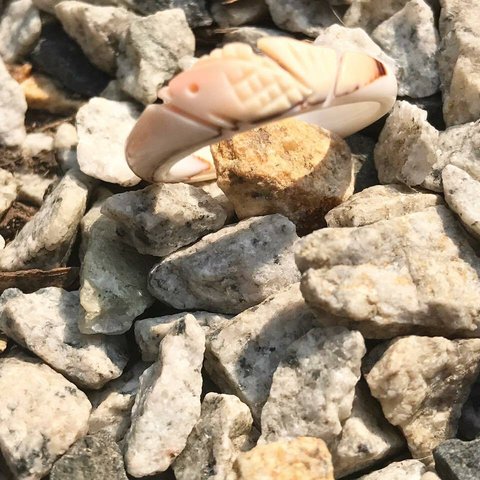 natural mother of pearl fish shaped ring