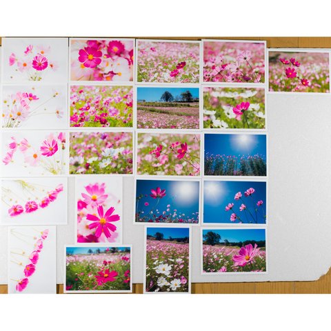 Lサイズの写真・コスモスの花21枚セット(L032)