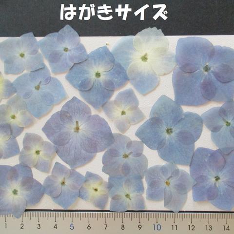 押し花　素材　花いろいろ(あじさい)(２１枚)　６９２