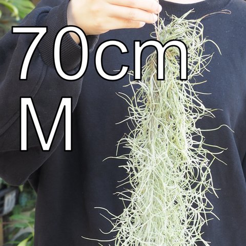 Mサイズのスパニッシュモス　（70cm）　チランジア　エアプランツ　ウスネオイデス　スワッグ