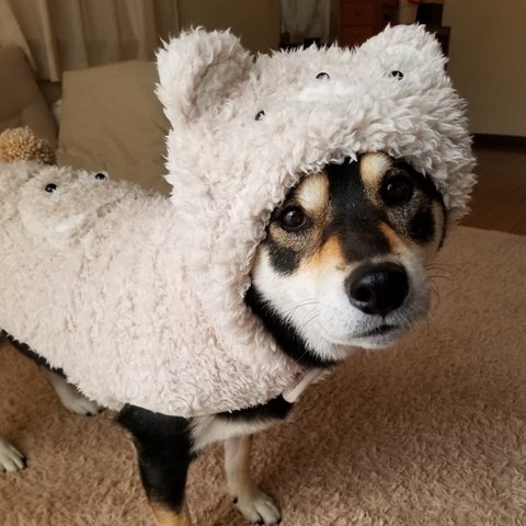 くまに変身コート 飼い主さんとお揃いスヌードあり