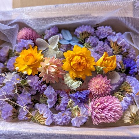 パープルスターチス　パステルな紫が可愛い❤️ ドライフラワー　薄紫スターチス　ミックス　花箱