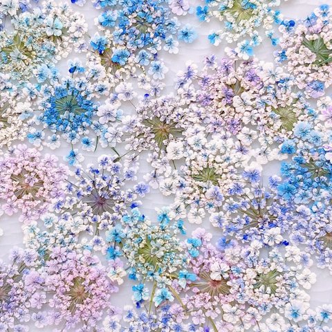  【押し花素材】レースフラワー　紫陽花カラー　着色　pressed flowers