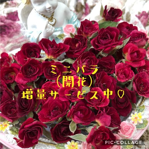 増量サービス中！ミニ薔薇（開花）ドライフラワー★20輪セット+おまけ5輪付き！★花材　素材★ミニバラ ヘッド★限定増量中！！