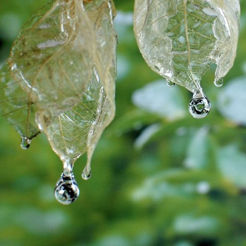 ジルコニアの雫煌めく朝露リーフブーケ琥珀色✴︎ピアス・イヤリング