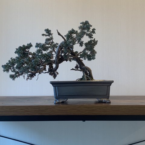 黒松盆栽　小品盆栽　中品盆栽　植物　bonsai