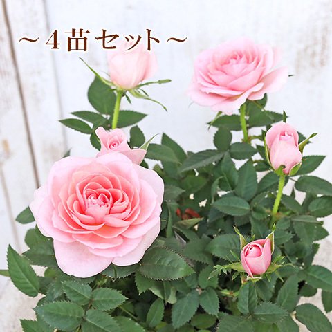 【４苗セット】🌷花苗 ミニバラ クリームピンクロスアロマ 3号ポット 芳香性 四季咲き アンティーク 庭 鉢植え