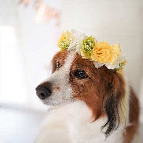 大切な日のペットの花冠　ペットグッズ　ペット　犬　アクセサリー　フラワー　花　花冠　バラ　白　ホワイト　黄色　イエロー　ギフト　チョーカー　ヘッドドレス　誕生日　記念日　リボン　２way　写真撮影