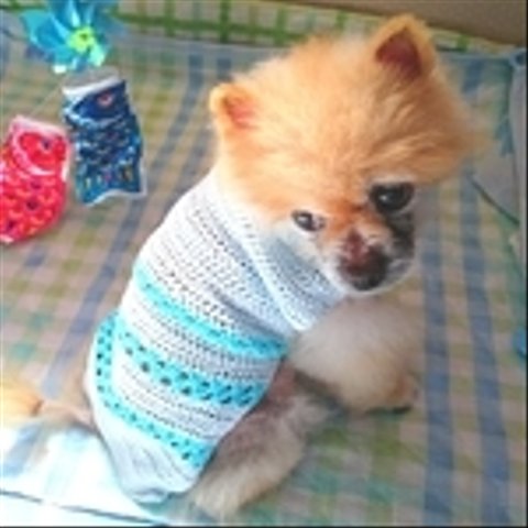 犬服サマーセーター (Z2) 約1～2号サイズ 